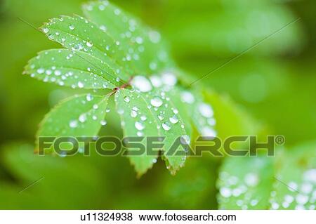 Checker tree with droplets of water View Large Photo Image Stock Photo - Checker tree with droplets of water. Fotosearch