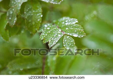 Picture - Checker tree with water droplets. Fotosearch