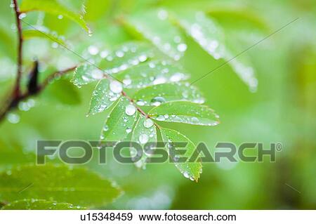 Stock Photo - Checker tree with water droplets. Fotosearch