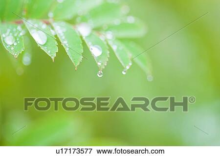 Stock Photo - Checker tree with water droplets. Fotosearch