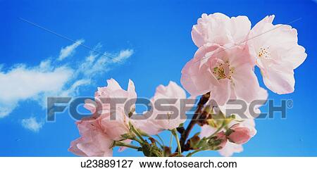 Stock Photo - Cherry blossom against the sky. Fotosearch