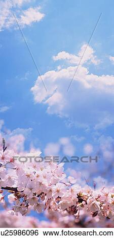 Cherry blossom against the sky View Large Photo Image Stock Photograph - Cherry blossom against the sky. Fotosearch