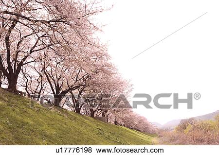 Stock Photo - Cherry Blossom Blooming at River Bed. Fotosearch