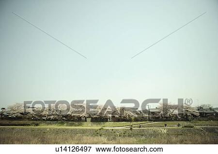 Stock Photo - Cherry Blossom Blooming at Riverside. Fotosearch