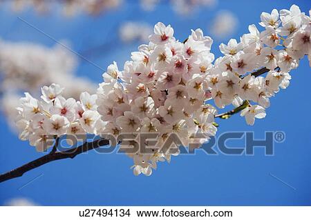 Picture - Cherry blossom covered branch. Fotosearch