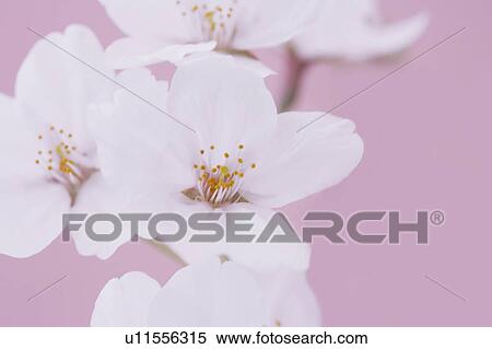 Stock Photography - Cherry blossom on a pink background. Fotosearch
