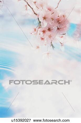 Stock Photo - Cherry blossom over water. Fotosearch