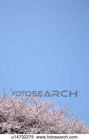 Cherry blossoms against blue sky, blue background, copy space, Tokyo prefecture, Japan View Large Photo Image Stock Photography - Cherry blossoms against blue sky, blue background, copy space, Tokyo prefecture, Japan. Fotosearch