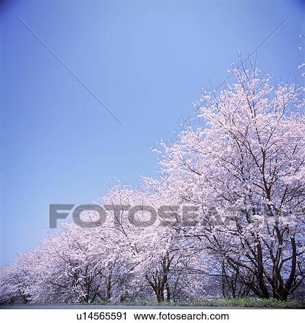 Cherry blossoms against blue sky View Large Photo Image Stock Image - Cherry blossoms against blue sky. Fotosearch