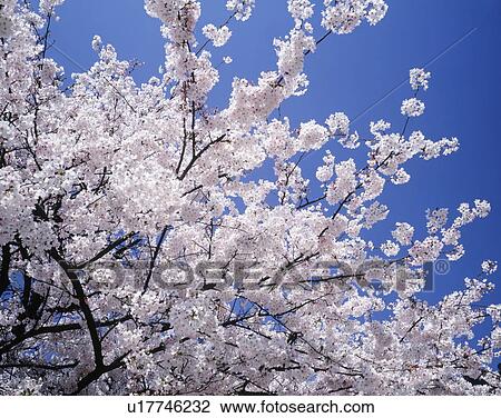 Cherry blossoms against blue sky, Yokohama city, Kanagawa prefecture, Japan View Large Photo Image Stock Image - Cherry blossoms against blue sky, Yokohama city, Kanagawa prefecture, Japan. Fotosearch