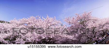 Stock Photography - Cherry blossoms against blue sky. Fotosearch