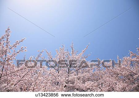 Stock Photograph - Cherry blossoms against blue sky, Tokyo prefecture, Japan. Fotosearch
