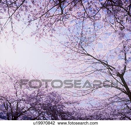 Stock Image - Cherry blossoms against sky. Fotosearch