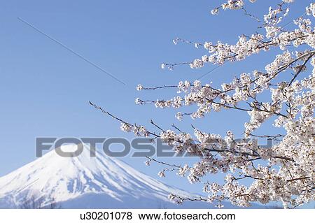 Stock Photo - Cherry blossoms and Mt. Fuji, Japan. Fotosearch