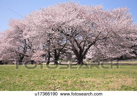 Cherry blossoms in the field, Tokyo prefecture, Japan View Large Photo Image Stock Image - Cherry blossoms in the field, Tokyo prefecture, Japan. Fotosearch