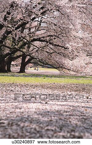 Cherry blossoms in the field, Tokyo prefecture, Japan View Large Photo Image Stock Photo - Cherry blossoms in the field, Tokyo prefecture, Japan. Fotosearch