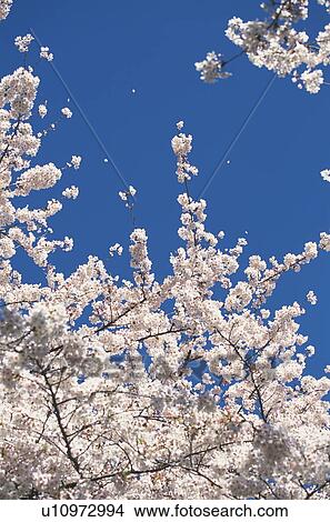 Cherry blossoms View Large Photo Image Picture - Cherry blossoms. Fotosearch