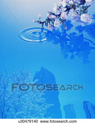 Stock Image - Cherry blossoms reflected in water. Fotosearch