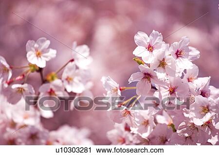 Stock Image - Cherry Blossoms. Fotosearch