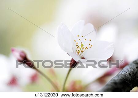 Cherry Blossoms View Large Photo Image Stock Image - Cherry Blossoms. Fotosearch