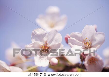 Stock Image - Cherry blossoms. Fotosearch