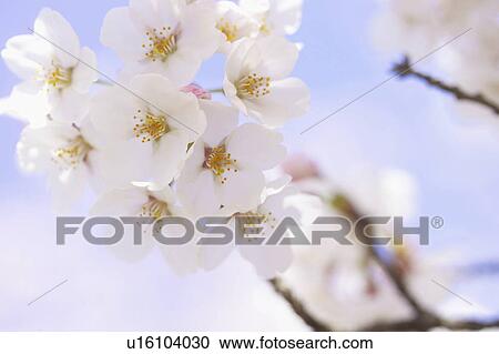 Stock Image - Cherry blossoms. Fotosearch