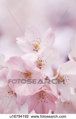 Stock Image - Cherry Blossoms. Fotosearch