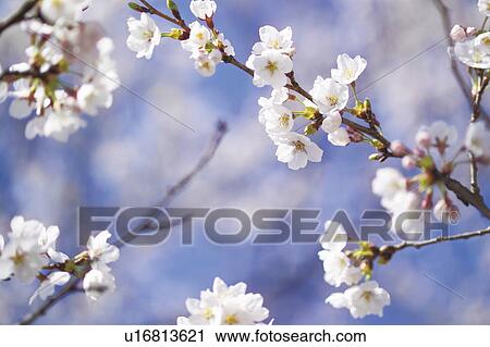 Stock Image - Cherry blossoms. Fotosearch