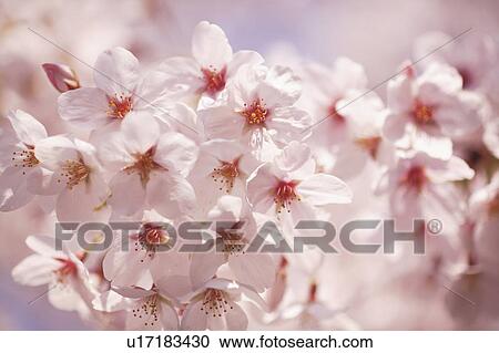 Stock Image - Cherry Blossoms. Fotosearch