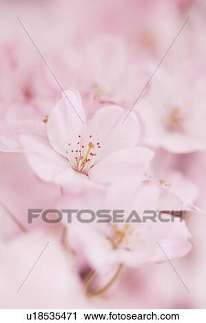 Cherry blossoms View Large Photo Image Stock Image - Cherry blossoms. Fotosearch