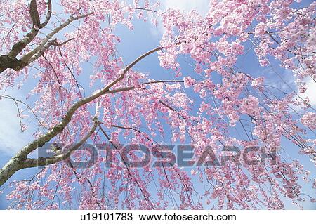 Stock Image - Cherry blossoms. Fotosearch