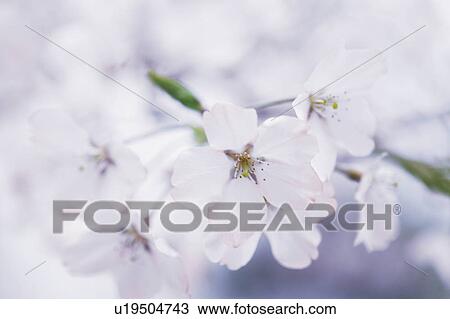 Stock Image - Cherry blossoms. Fotosearch
