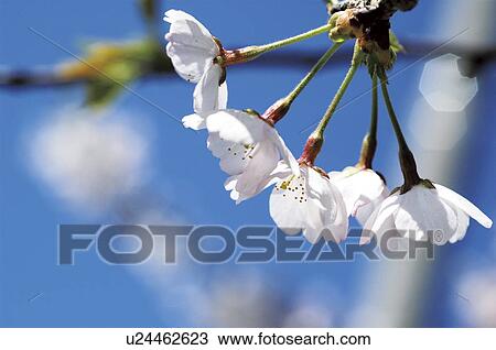Cherry Blossoms View Large Photo Image Stock Image - Cherry Blossoms. Fotosearch