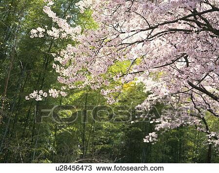 Cherry blossoms View Large Photo Image Stock Image - Cherry blossoms. Fotosearch