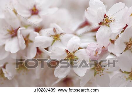 Stock Photo - Cherry blossoms. Fotosearch