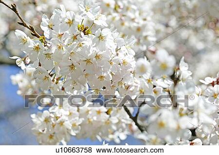 Stock Photo - Cherry blossoms. Fotosearch
