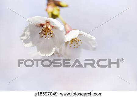 Stock Photo - Cherry blossoms. Fotosearch