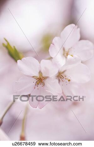 Cherry blossoms View Large Photo Image Stock Photo - Cherry blossoms. Fotosearch