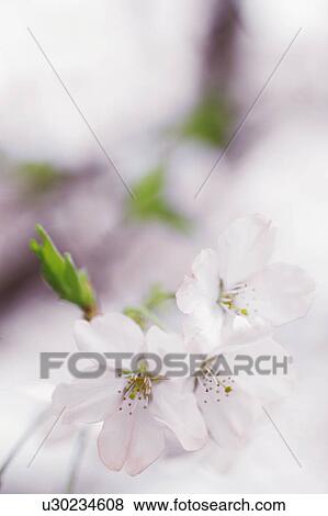 Stock Photo - Cherry blossoms. Fotosearch