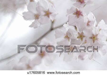 Stock Photograph - Cherry blossoms. Fotosearch