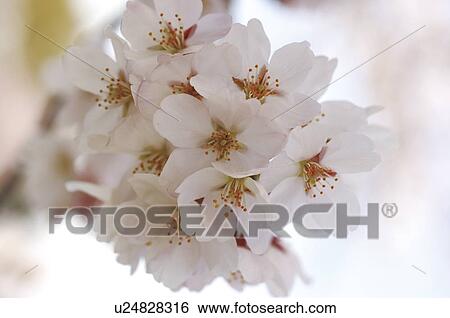 Stock Photograph - Cherry blossoms. Fotosearch