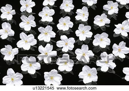 Stock Photography - Cherry Blossoms. Fotosearch