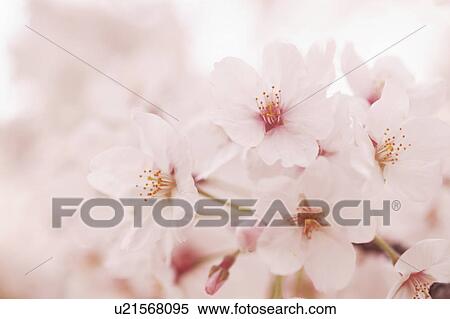 Stock Photography - Cherry blossoms. Fotosearch