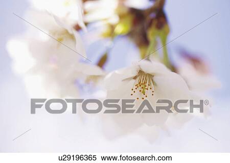 Cherry Blossoms View Large Photo Image Stock Photography - Cherry Blossoms. Fotosearch