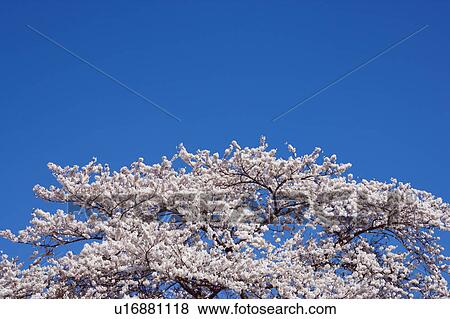 Stock Photo - Cherry flowers against blue sky, blue background. Fotosearch