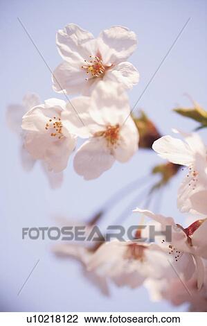 Stock Image - Cherry flowers, close up, blue background. Fotosearch