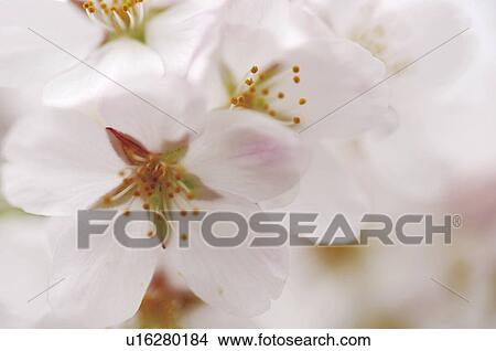 Picture - Cherry flowers, close up. Fotosearch