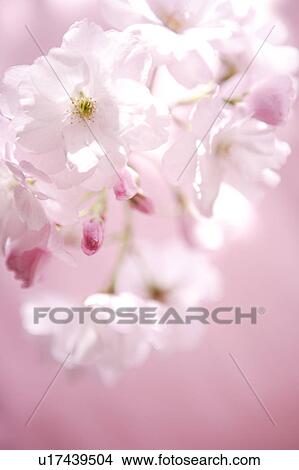 Cherry flowers, close up View Large Photo Image Picture - Cherry flowers, close up. Fotosearch