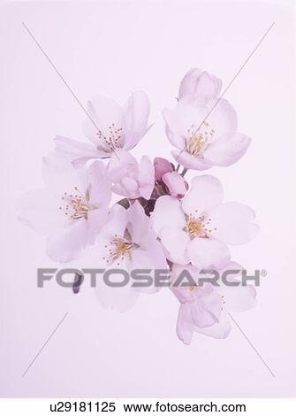 Cherry flowers, close up, pink background View Large Photo Image Stock Photography - Cherry flowers, close up, pink background. Fotosearch