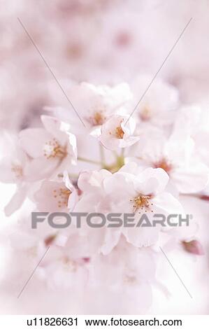 Stock Image - Cherry flowers, close up. Fotosearch